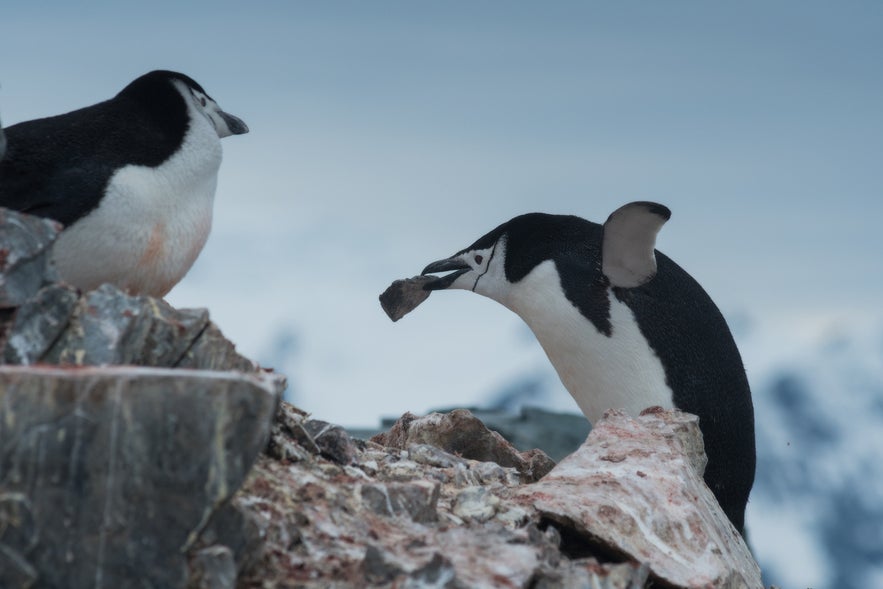 Antarctic wildlife can be easily approached from the land. Antarctic wildlife can be easily approached from the land.