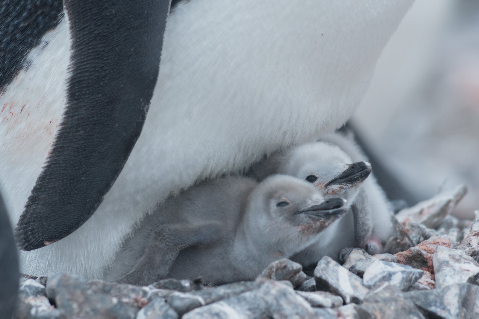 A close-up shot of some penguin chicks in Antarctica.
