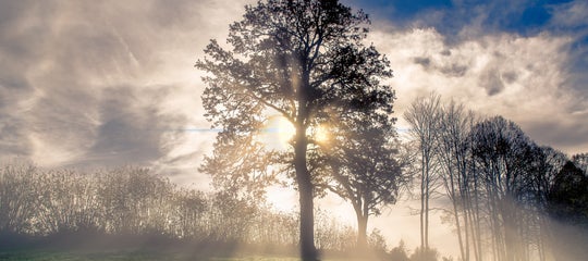 fog-sky-nature-tree-atmosphere-woody-plant-1435821-pxhere.com.jpg