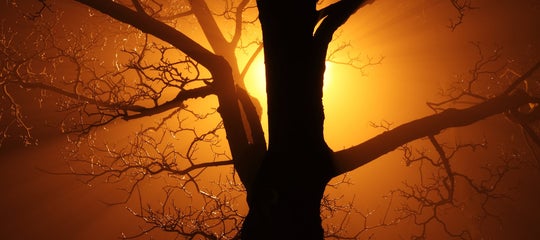 Stock-Sunset-tree-nature-branch-silhouette-light-abstract-1159692-pxhere.com.jpg