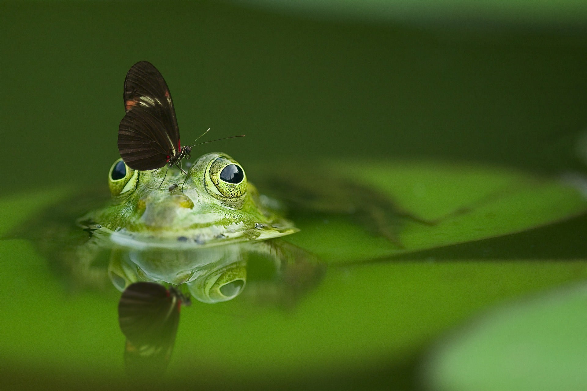 Ultimate Guide to Focus Stacking