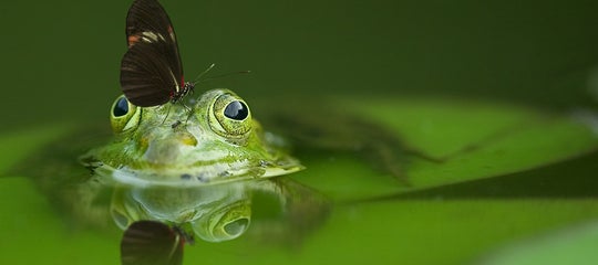 Stock-FocusStacking-frog-540812_1920.jpg