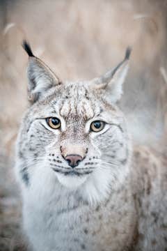 Arctic Borders | Norway & Sweden Photography Workshop