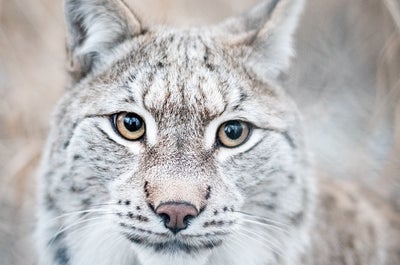 Arctic Borders | Norway & Sweden Photography Workshop - day 7