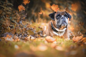 11 Tips for Amazing Autumn Photography