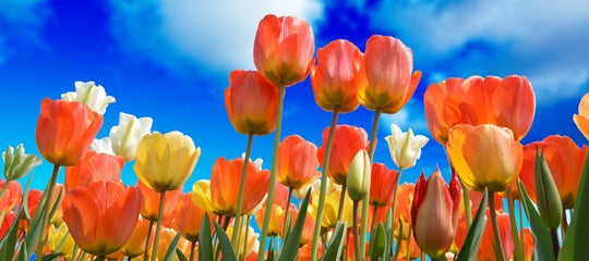StockImages-Spring-tulips-3251607_1920.jpg