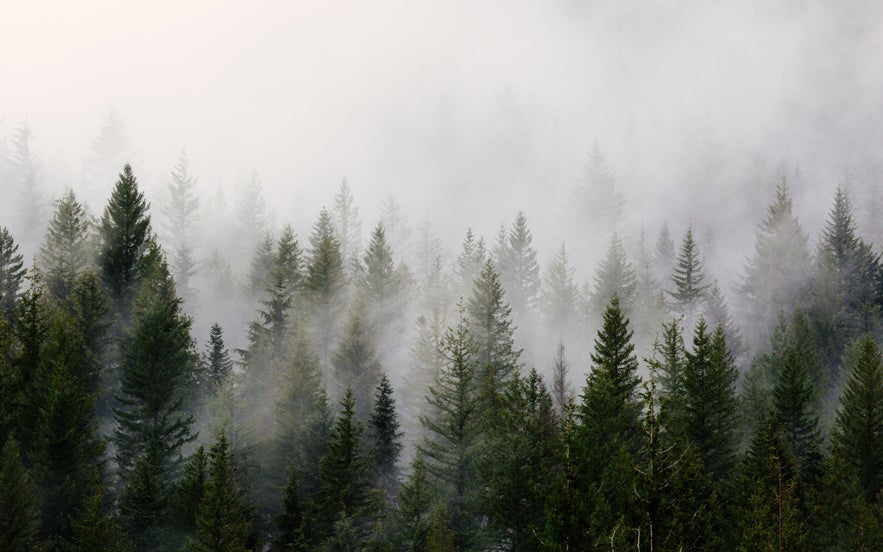 How to Improve Your Fog Photography How to Improve Your Fog Photography
