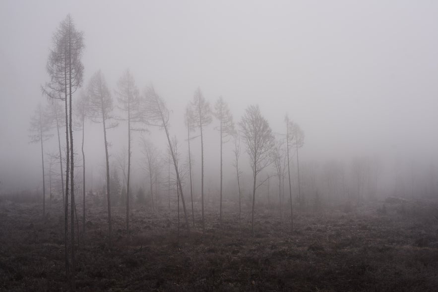 How to Improve Your Fog Photography How to Improve Your Fog Photography