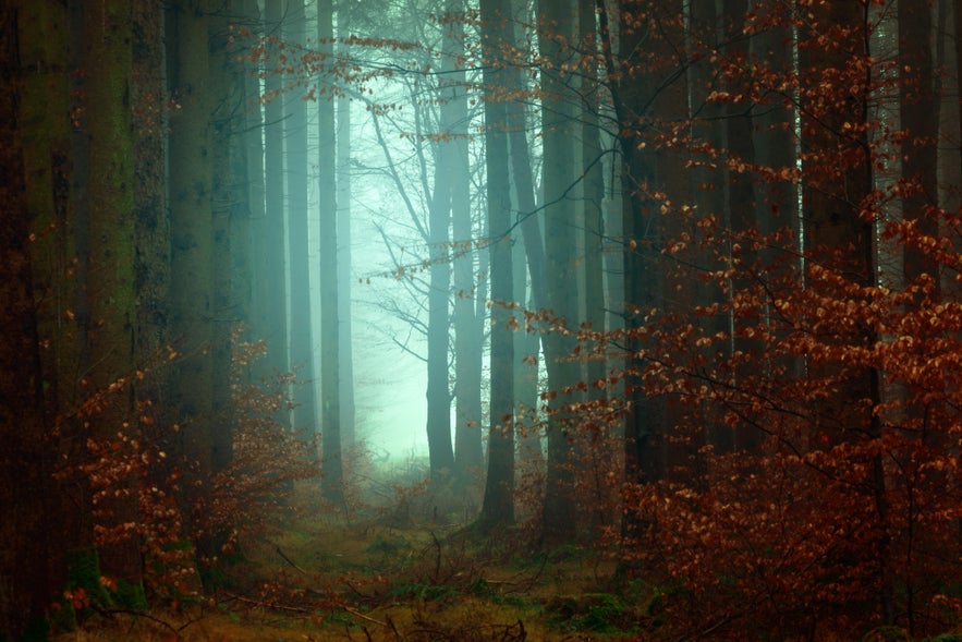How to Improve Your Fog Photography How to Improve Your Fog Photography