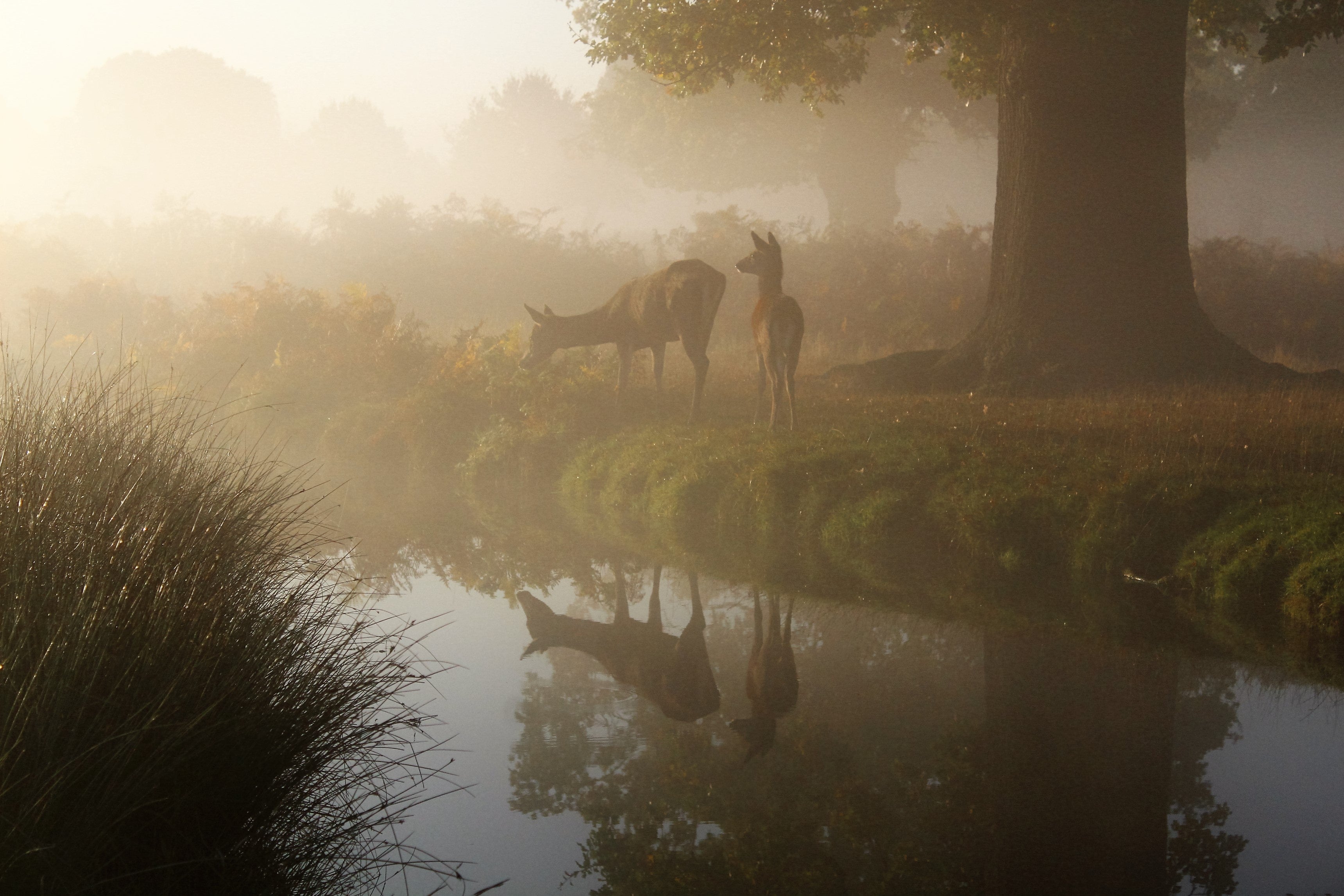 How to Improve Your Fog Photography How to Improve Your Fog Photography