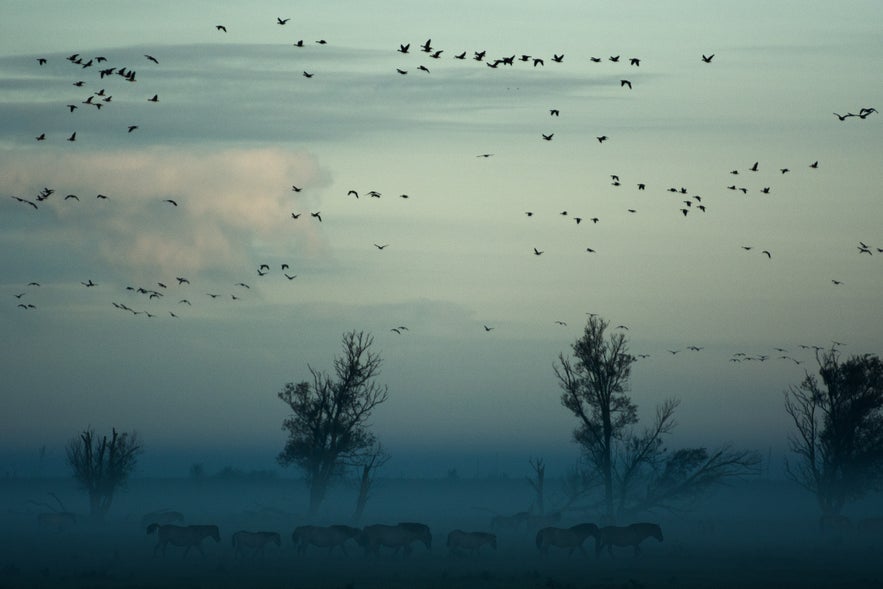 How to Improve Your Fog Photography How to Improve Your Fog Photography