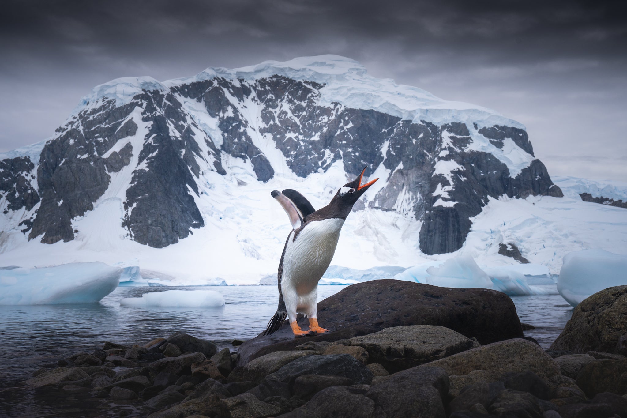 An Unforgettable Trip to Antarctica with Iceland Photo Tours