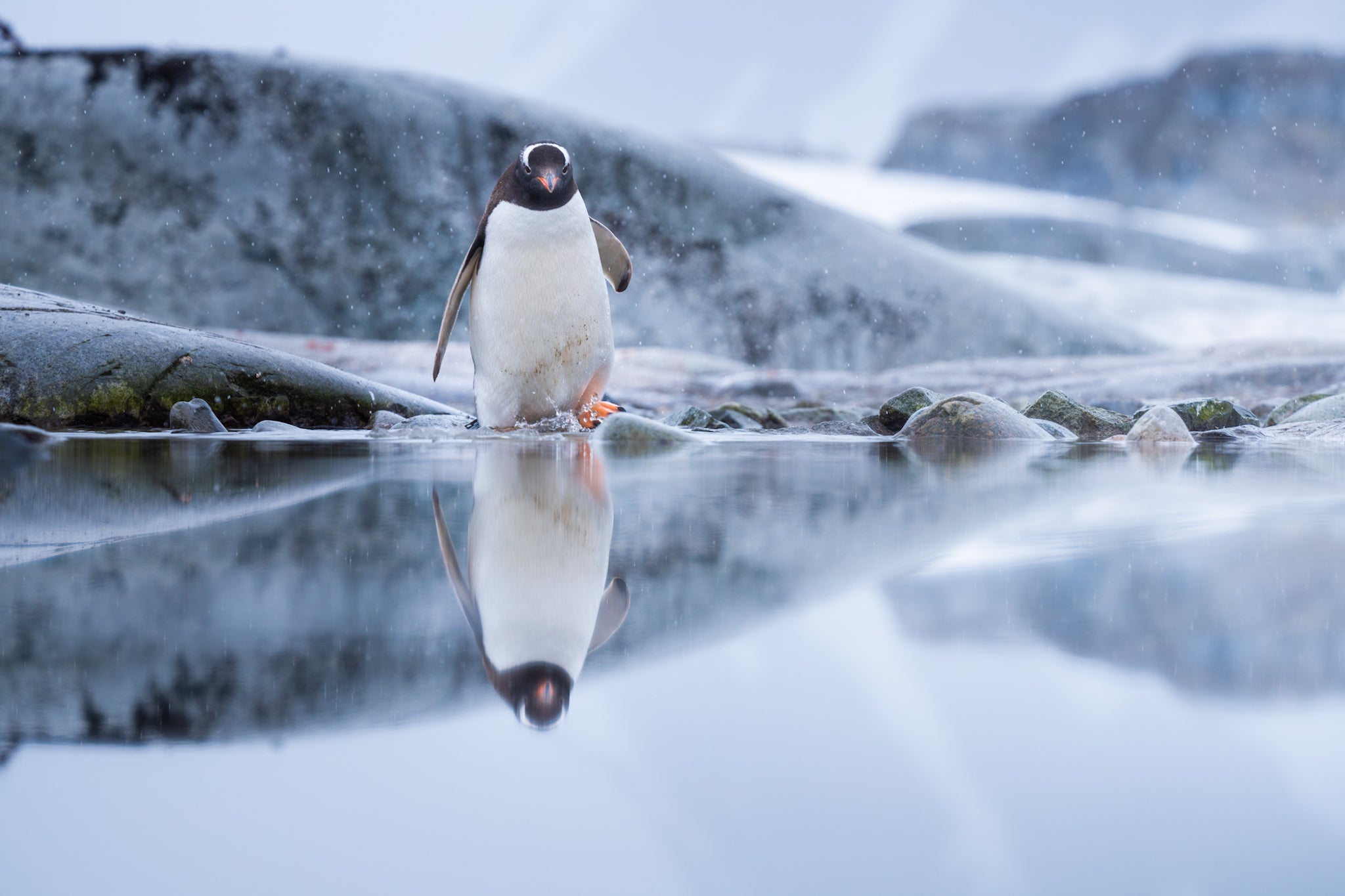 An Unforgettable Trip to Antarctica with Iceland Photo Tours