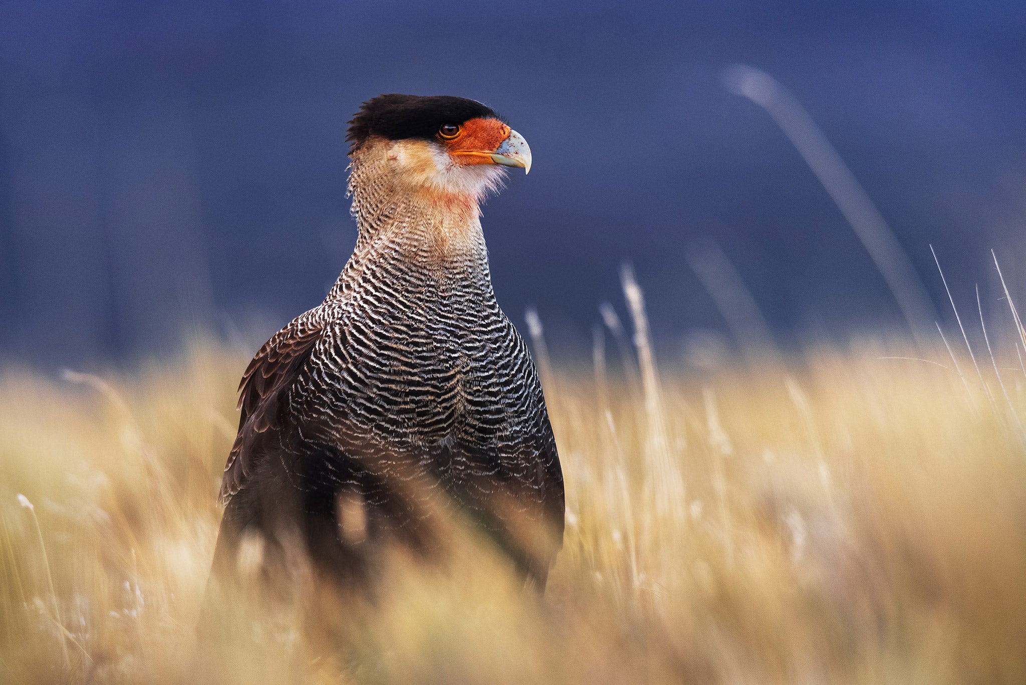 Ultimate Guide to Understanding Focus in Photography