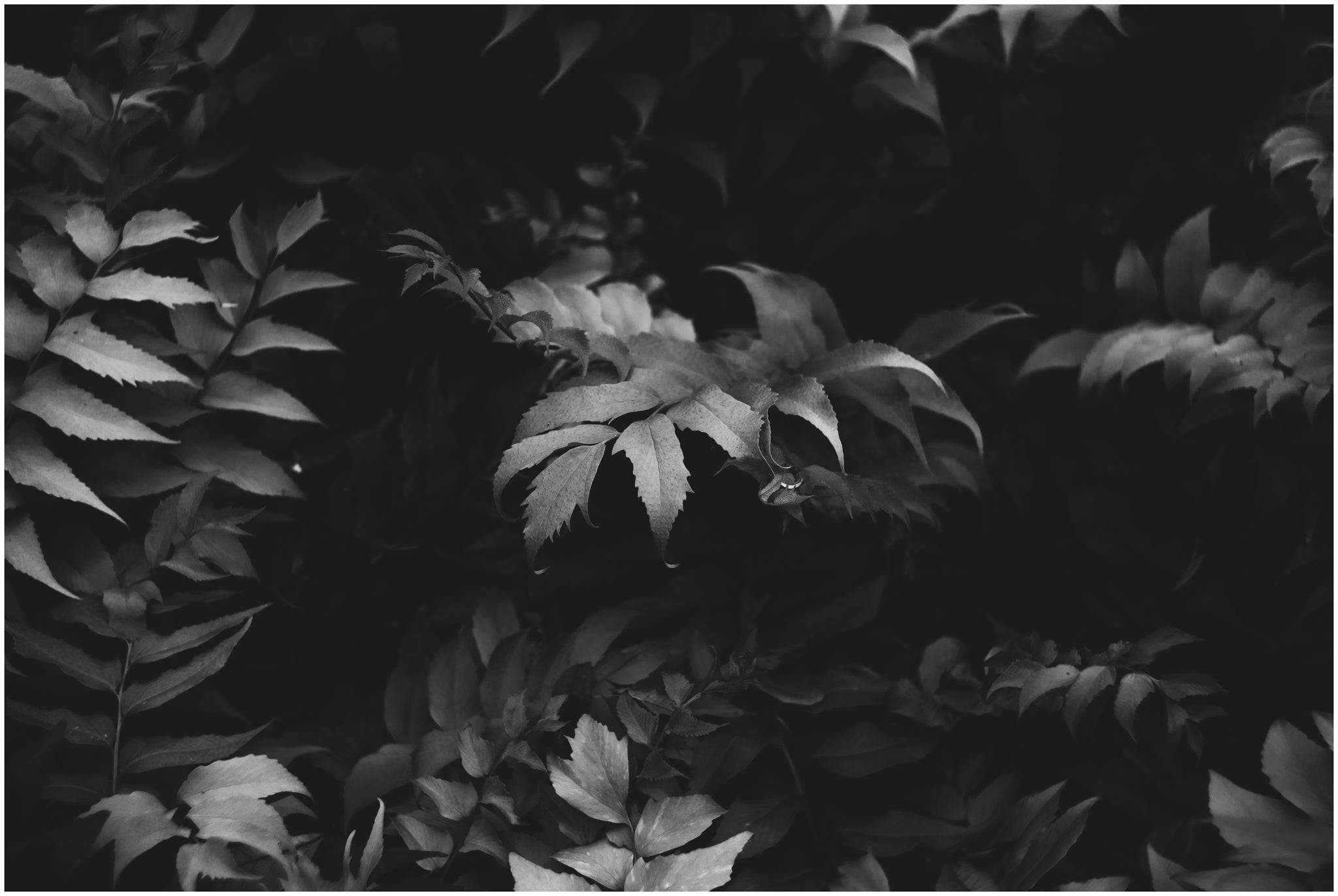 Beginner's Guide to Infrared Photography