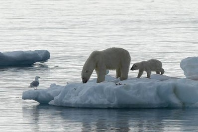 Svalbard Arctic Wildlife Photography Expedition - day 3