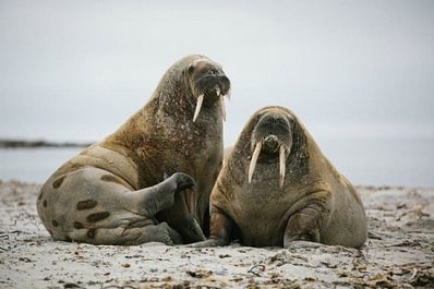 Svalbard Arctic Wildlife Photography Expedition - day 10