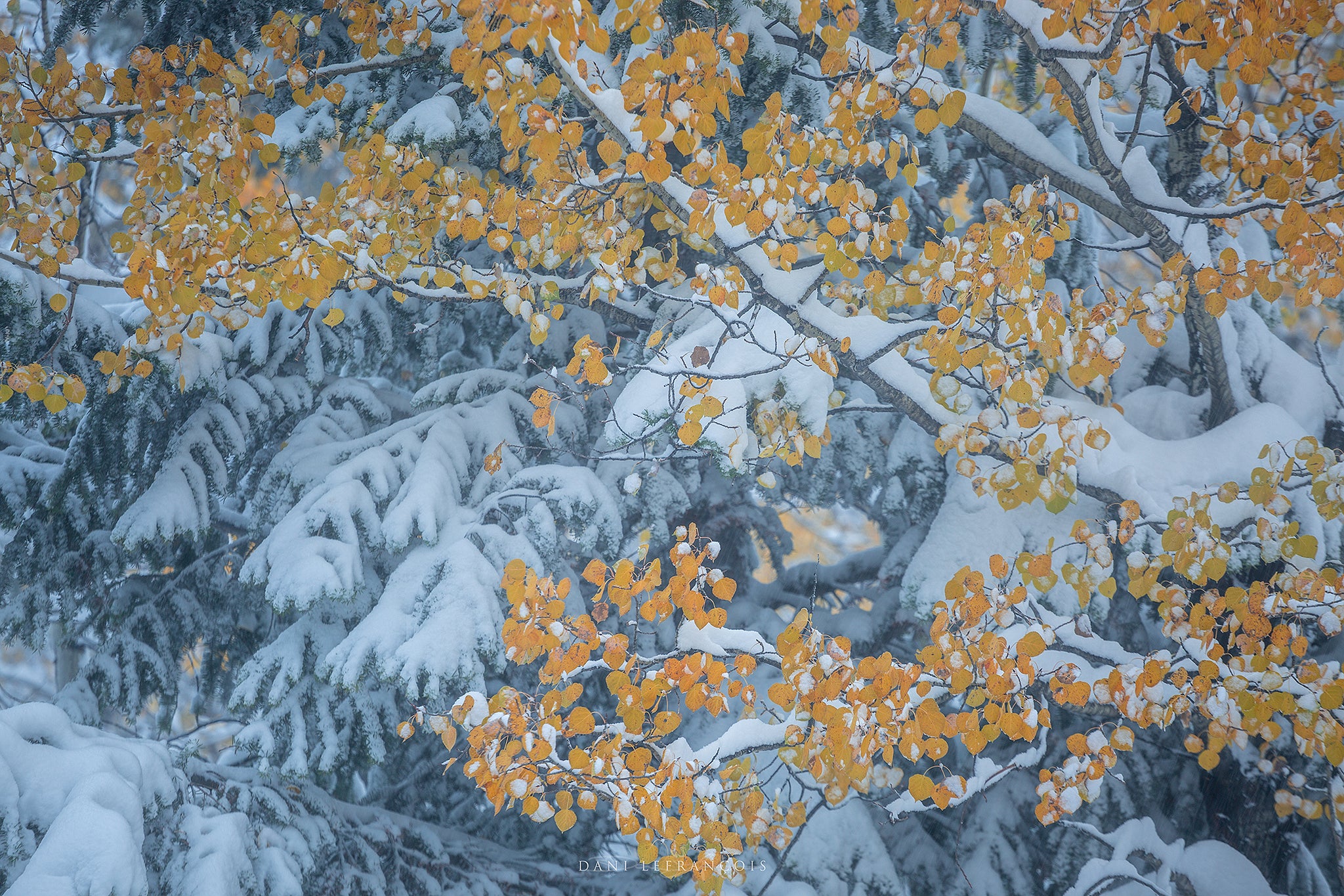 Interview with Dani Lefran&ccedil;ois