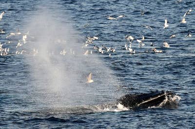 Franz Josef Land Photography Expedition - day 3