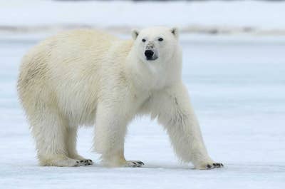 Franz Josef Land Photography Expedition - day 5