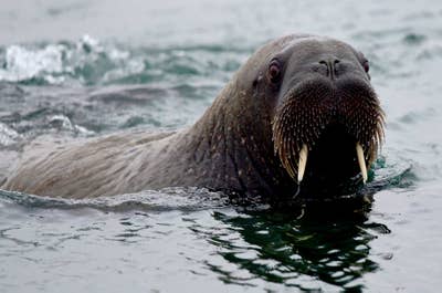 Franz Josef Land Photography Expedition - day 12