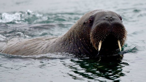 Franz Josef Land Photography Expedition - day 12