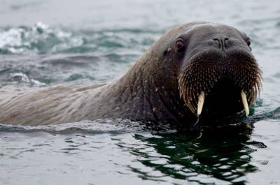 Franz Josef Land Photography Expedition - day 12