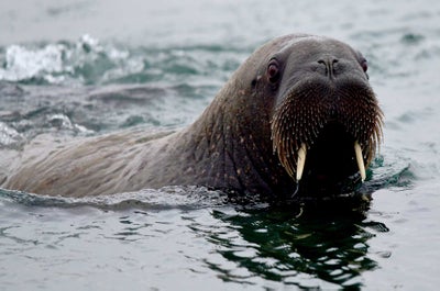 Franz Josef Land Photography Expedition - day 12