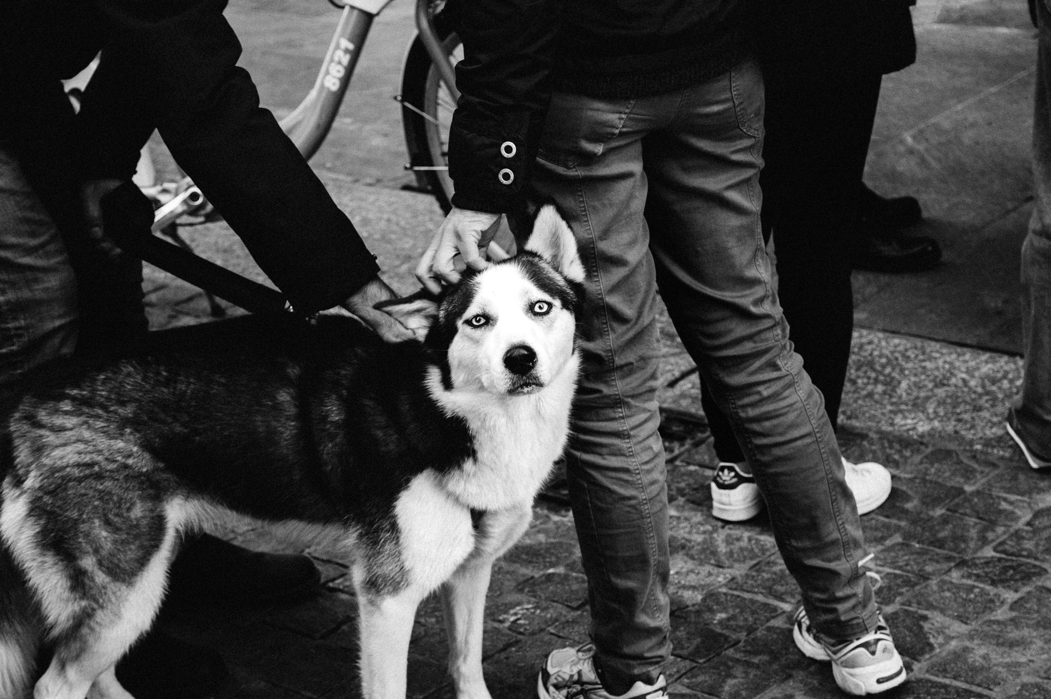 A husky being petted by two people.