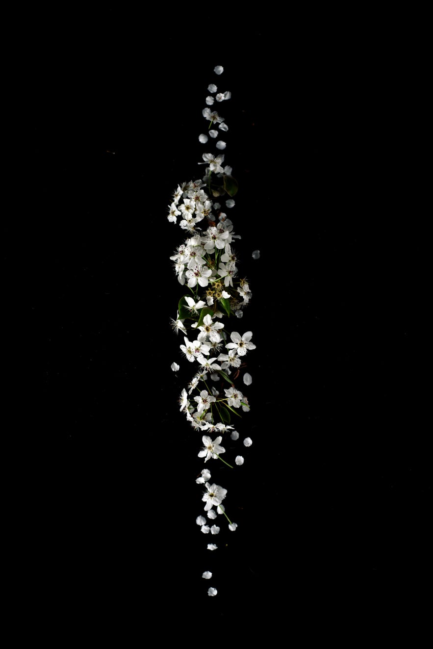 A line of white flowers extends from top to bottom while suspended in a black space A line of white flowers extends from top to bottom while suspended in a black space