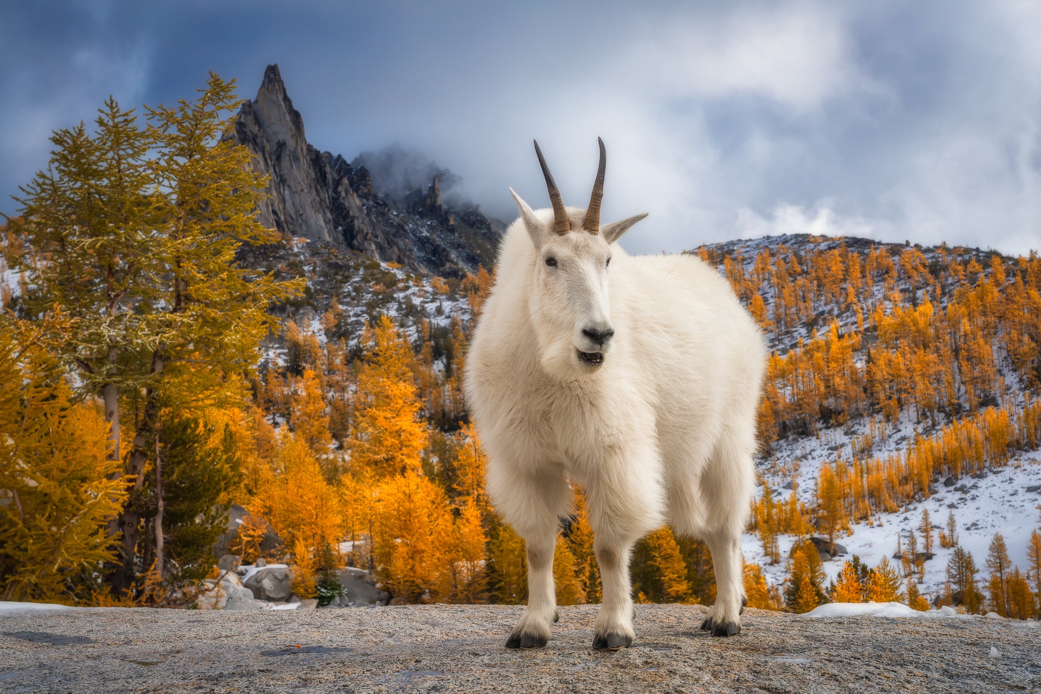 Interview with David Swindler