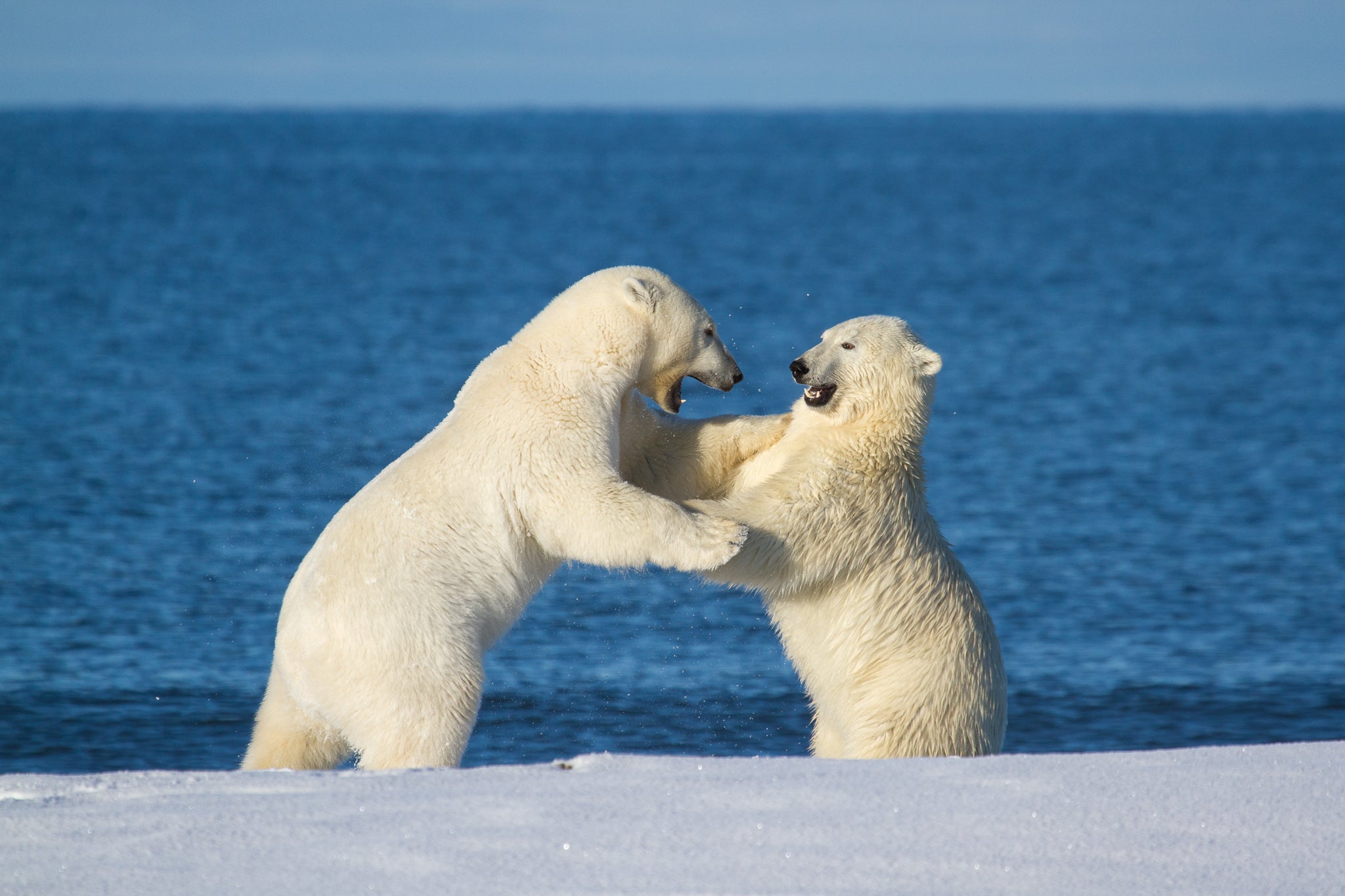 Interview with David Swindler