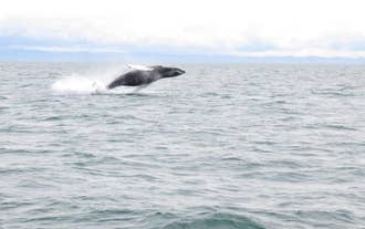 Excursión de avistamiento de ballenas desde Reikiavik
