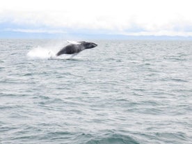 Observation de baleines depuis Reykjavík