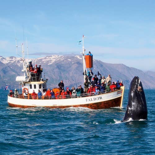 Avistamiento tradicional de ballenas en Húsavík