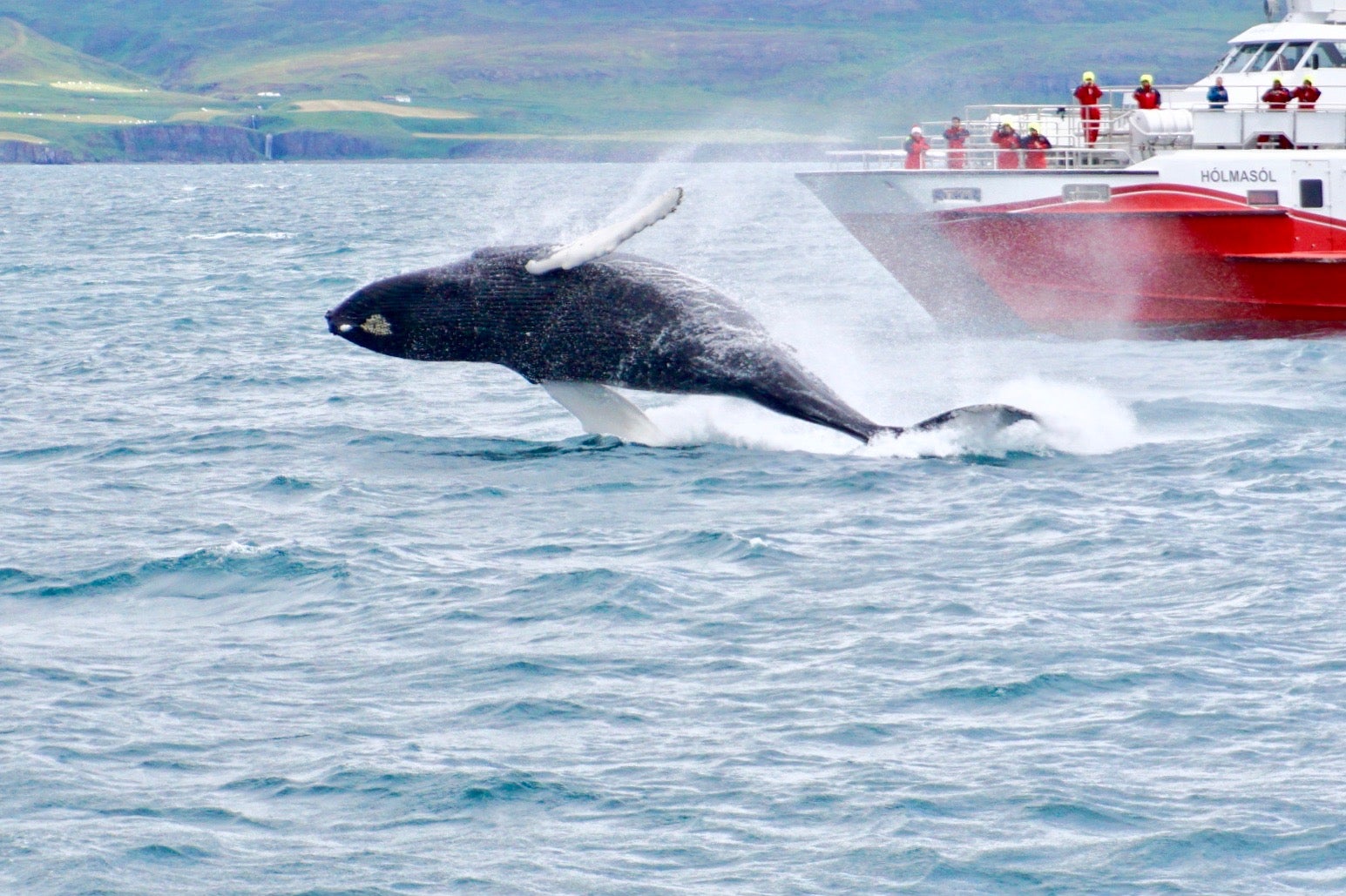 Whale Watching-Tour | ab Akureyri