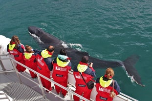 Baleines à bosse dans le fjord Eyjafjord | Au départ d'Akureyri