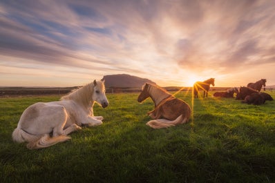 Icelandic horses gather under the midnight sun in Iceland.