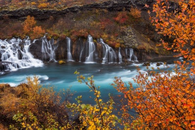 Autumnal colors surround the gentle Hraunfossar waterfall.