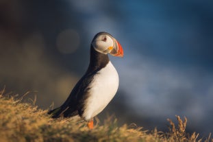 Pacchetto estivo di 6 giorni con la laguna glaciale di Jokulsarlon