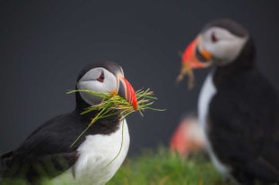 Autotour de 8 jours | Les incontournables de l'Islande