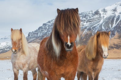 Reikiavik tiene una serie de atracciones culturales para llenar tu último día en Islandia.