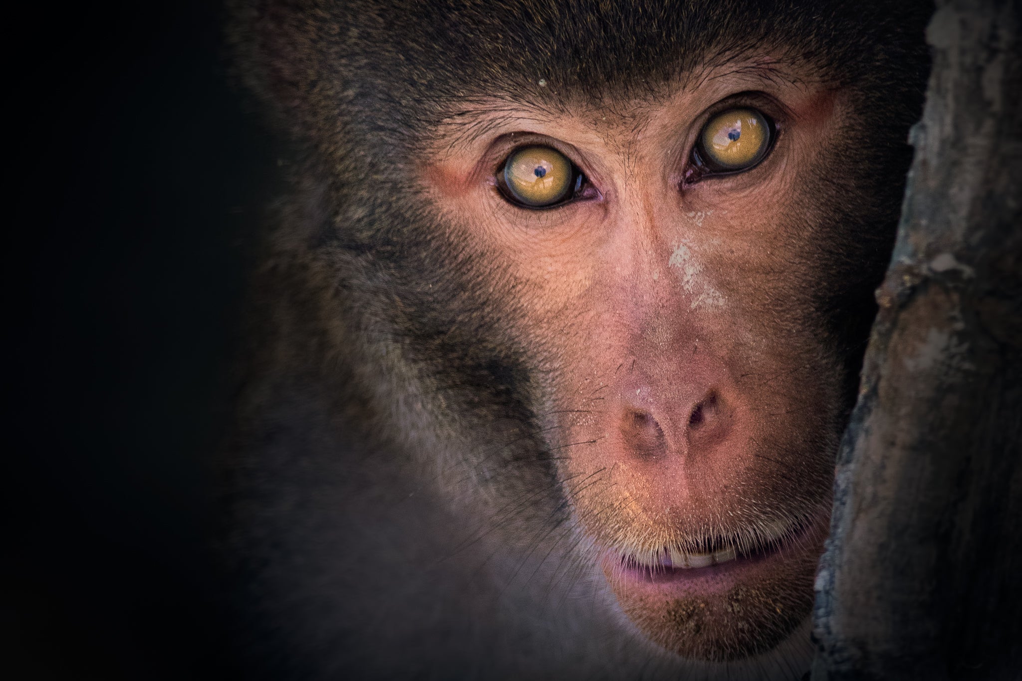 Interview-RiddhiMukherjee-Rhesus Macaque.JPG