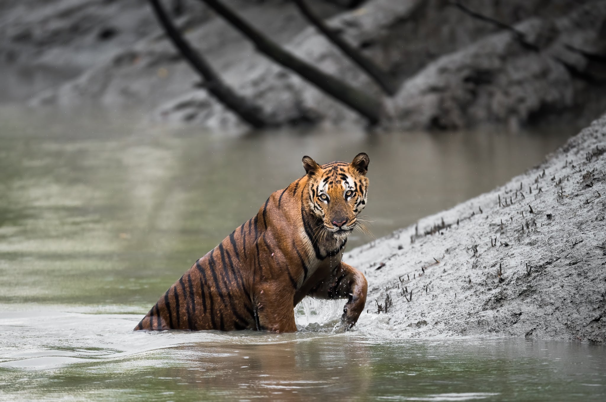 Interview with Riddhi Mukherjee