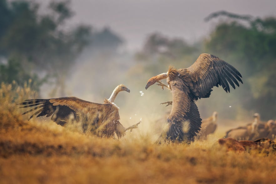 Interview with Riddhi Mukherjee Interview with Riddhi Mukherjee