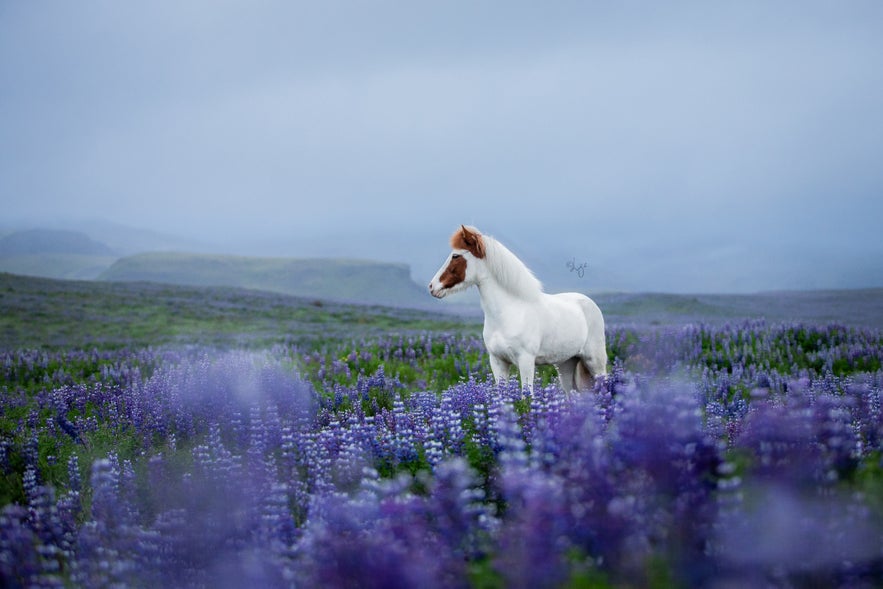 Interview with Liga Liepina Interview with Liga Liepina