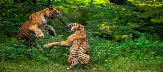 Interview with Harsha Narasimhamurthy