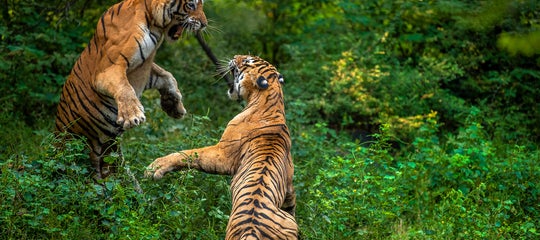 Interview-HarshaNarasimhamurthy-DSC_0939 copy.jpg