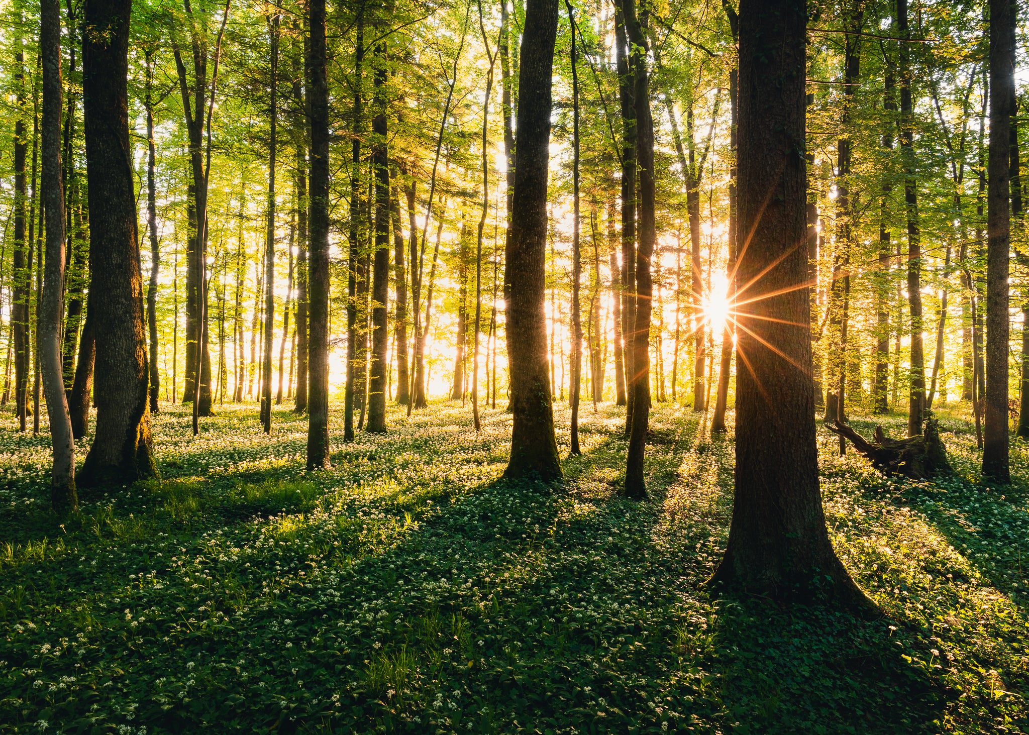 Interview with Niels Oberson