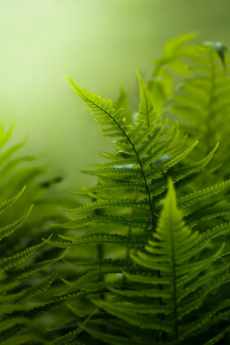 Interview with Peter Wyss Interview with Peter Wyss